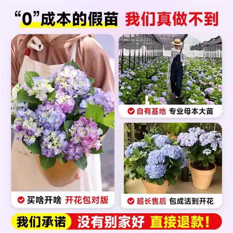 特级绣球花盆栽带花苞大老桩无尽夏花苗四季室内庭院阳台花卉绿植