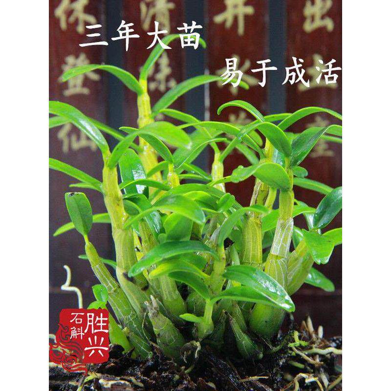 霍山米斛苗石斛苗花卉盆景矮壮品种超铁皮石斛盆栽鲜条