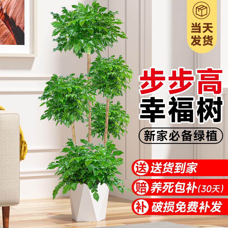 幸福树客厅大棵室内好养活大型植物盆栽多年老桩轻奢高级感幸福树