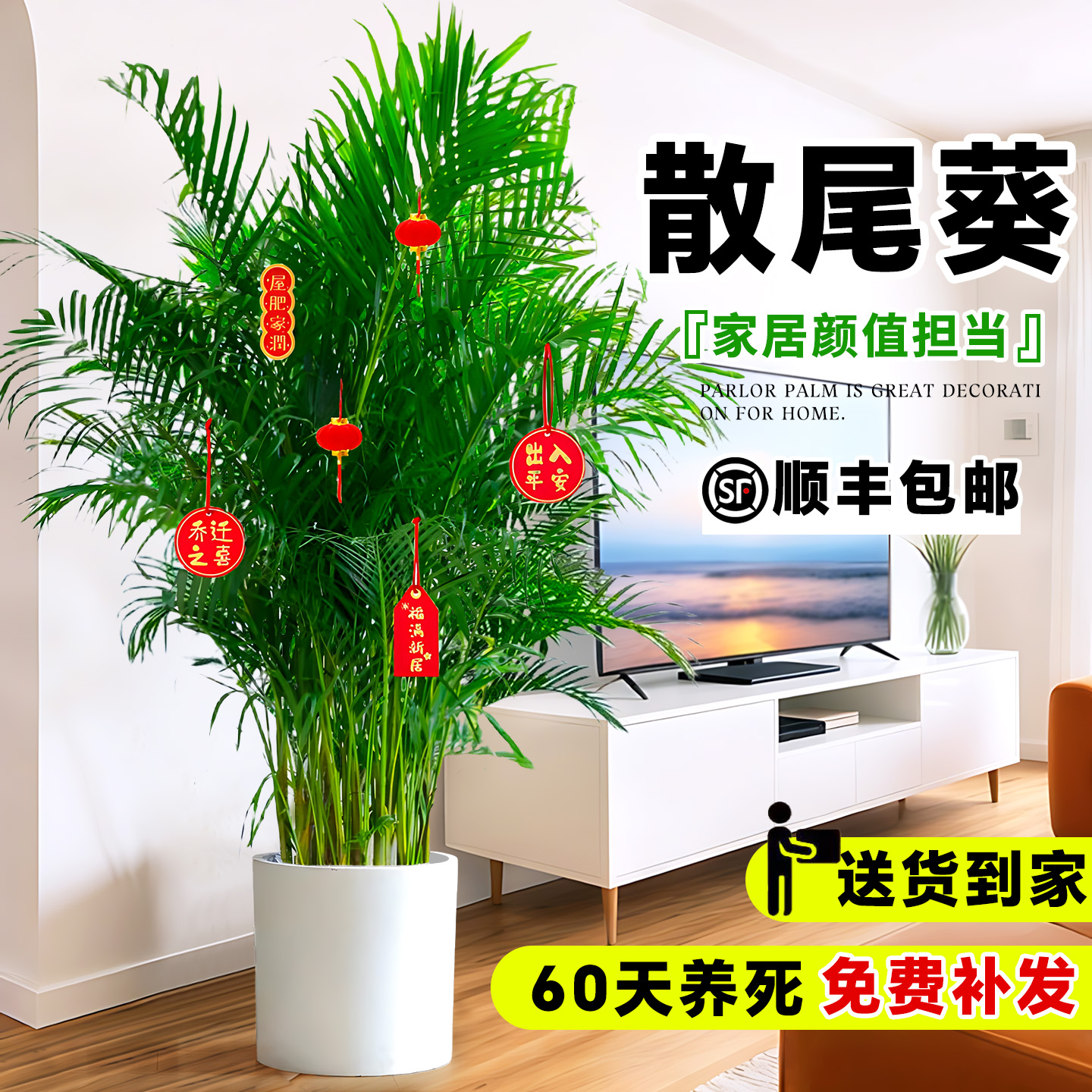 散尾葵盆栽植物客厅室内大型绿植乔迁开业送礼落地凤尾竹四季花卉