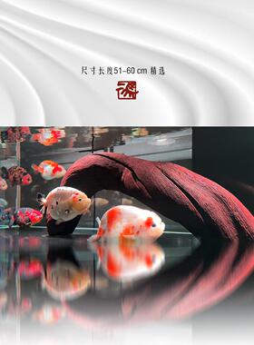 Erma 51-60cm大型大型下沉木景观下沉木森林鬃狮蜥蜴太阳露台自然
