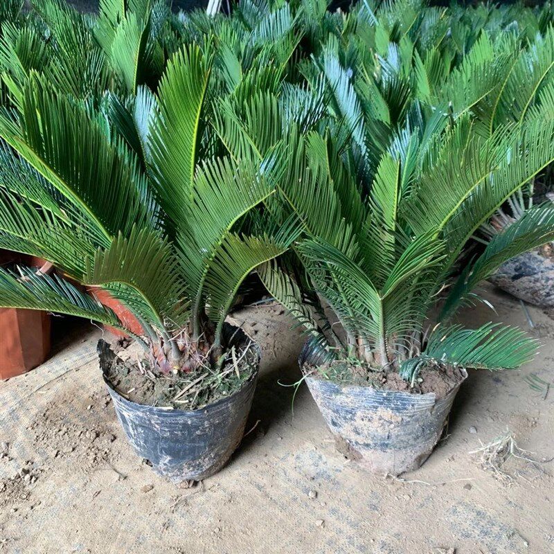 铁树苗铁树盆栽植物大型室外树苗室内门口两O侧公母可水培小苗苏