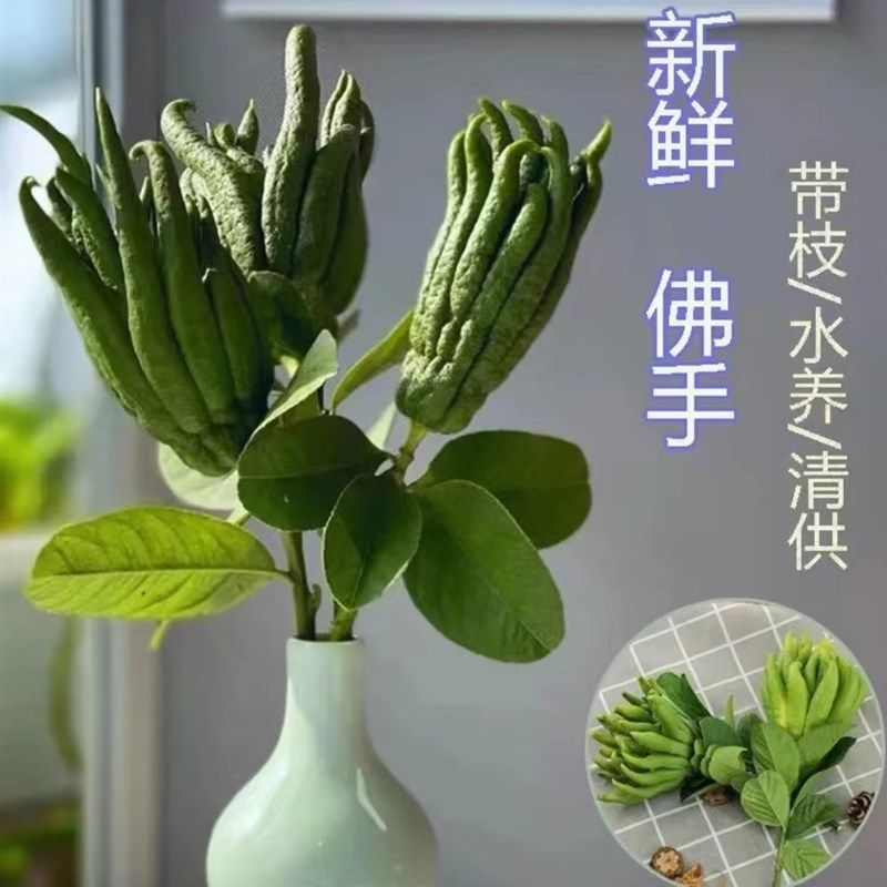 现摘现发带枝水养佛手果金华佛y手柑清供观赏水培把玩插花新鲜广