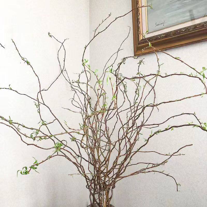 水培植物龙柳鲜枝切花水养绿w植雪柳干支室内观叶侘寂泡水吊钟平