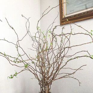 水培植物龙柳鲜枝切花水养绿w植雪柳干支室内观叶侘寂泡水吊钟平