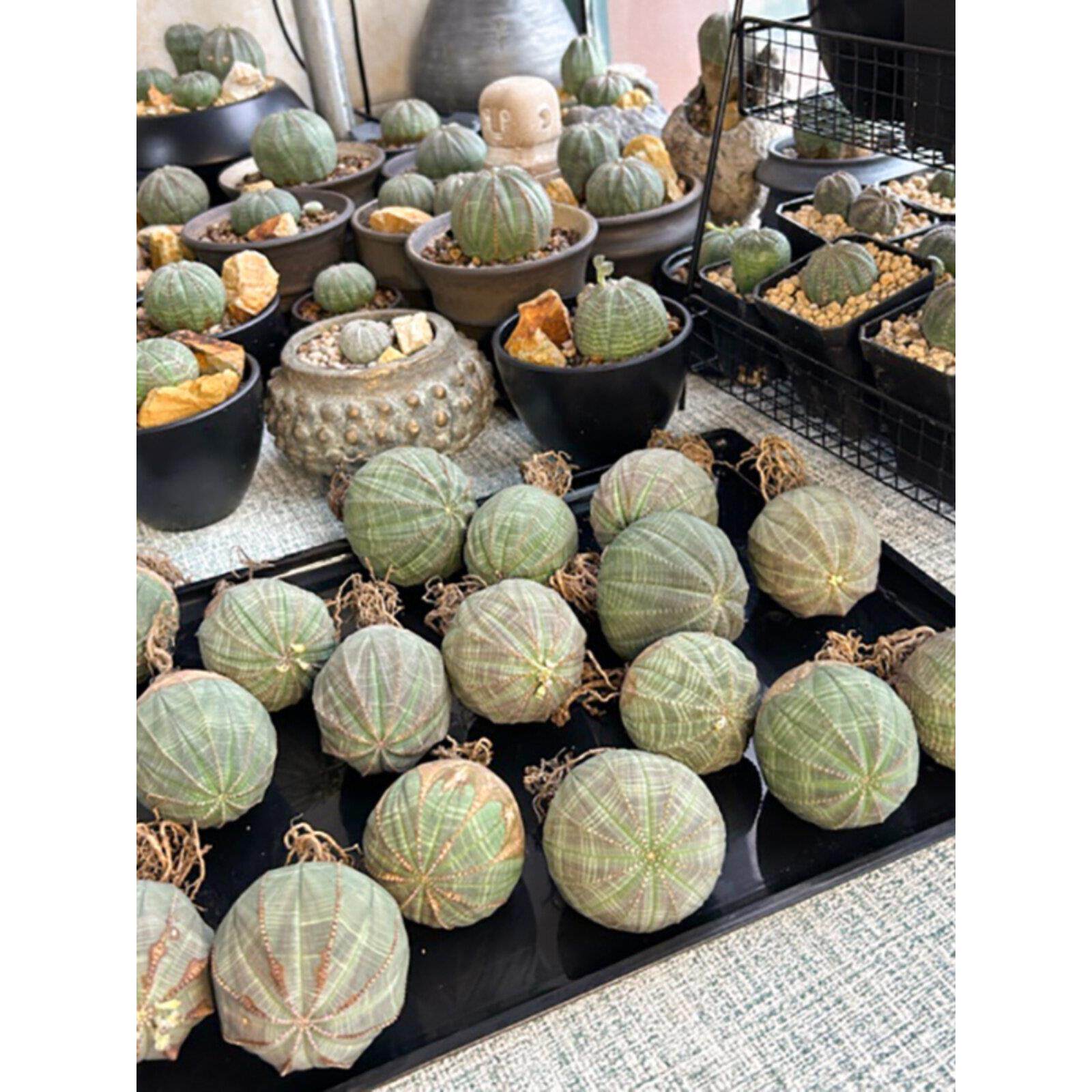 布纹球块根植物欧系布纹球多肉植物潮流稀有贵货无刺仙人掌盆栽