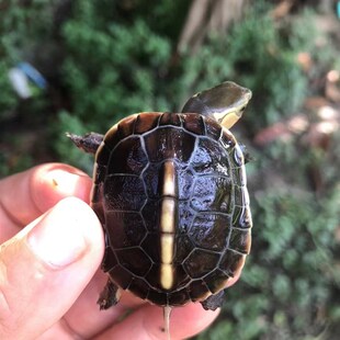 全品黄缘龟黑台缘幼龟闭壳龟头苗宠物龟