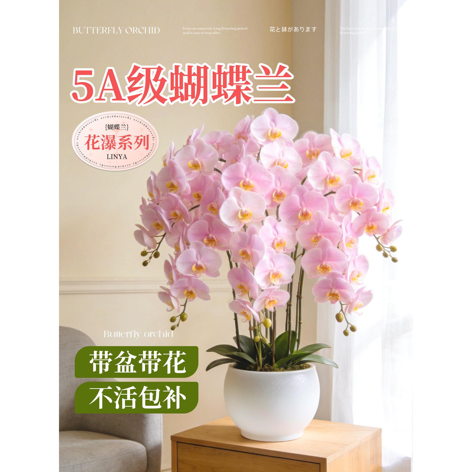 蝴蝶兰带花盆栽特大号客厅带花苞年宵花卉兰花大花型10支8株花苗