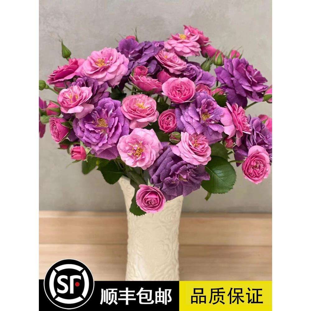 欧月玫瑰花苗奥秘月季大花浓香花园盆栽室外花卉观花庭院阳台蔷薇