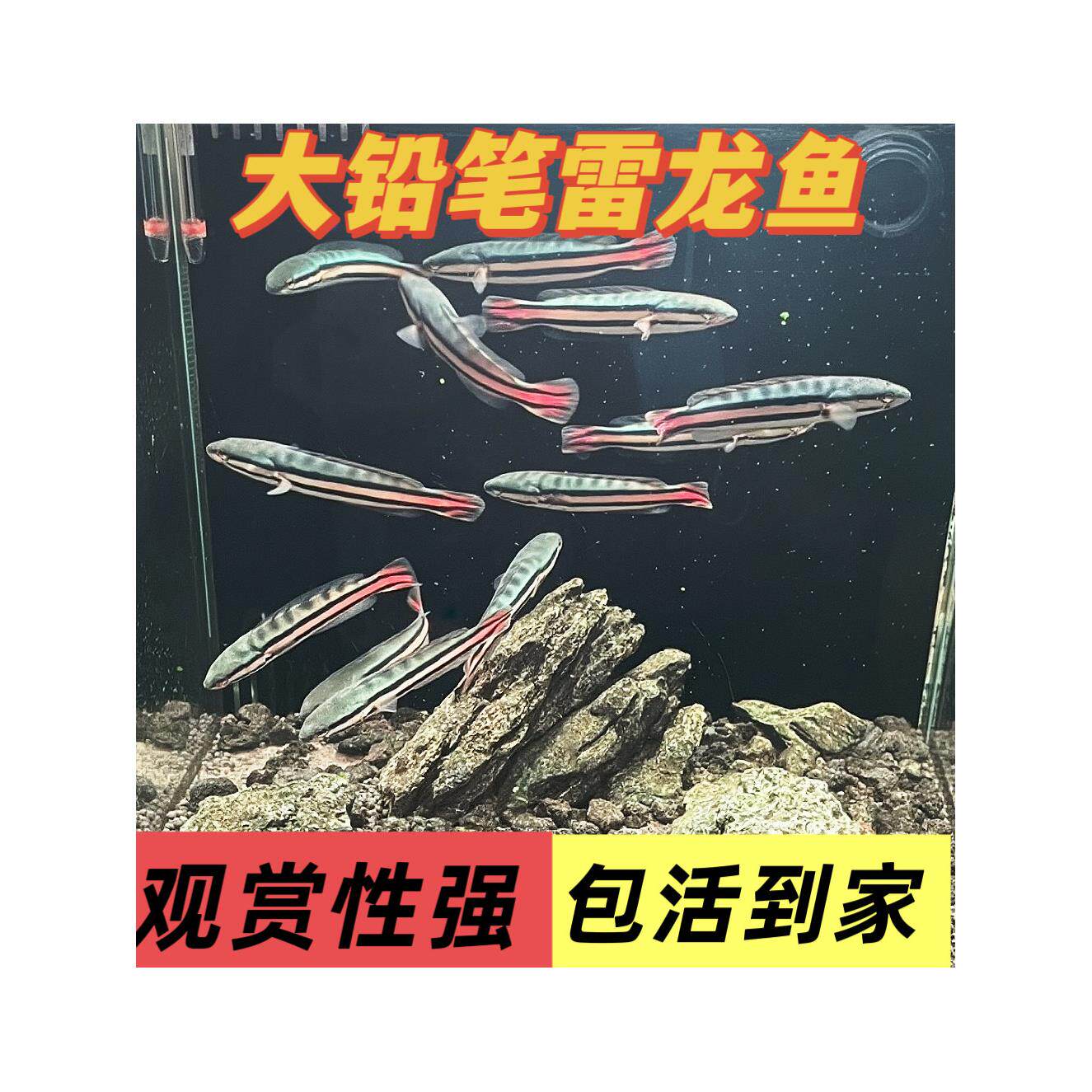 大铅笔鱼苗包活雷龙多曼小盾礼凶猛肉食新手好养耐活热带观赏鱼