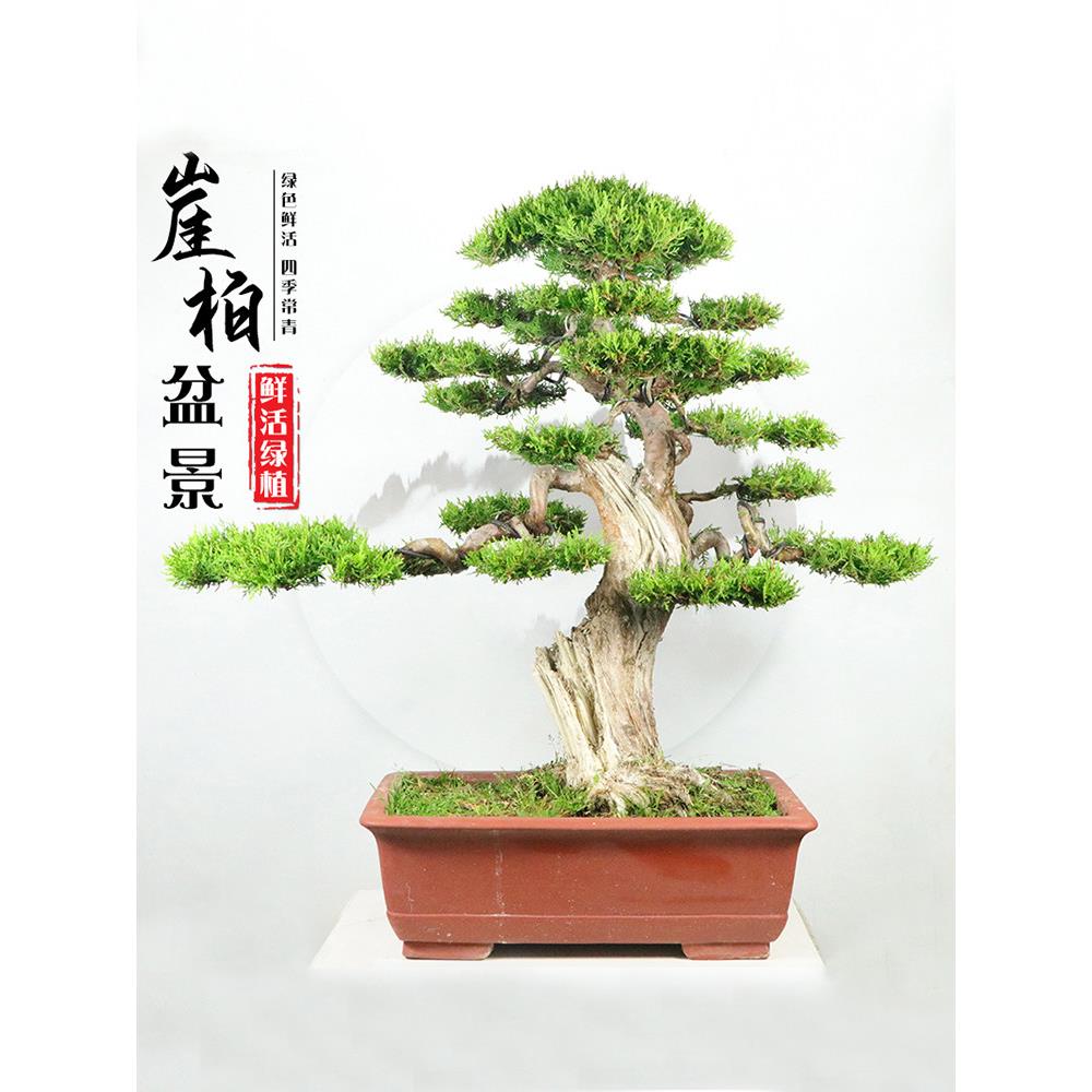 太行崖柏盆景侧柏真柏黑松树迎客松文人老桩盆栽阳台庭院造型盆景