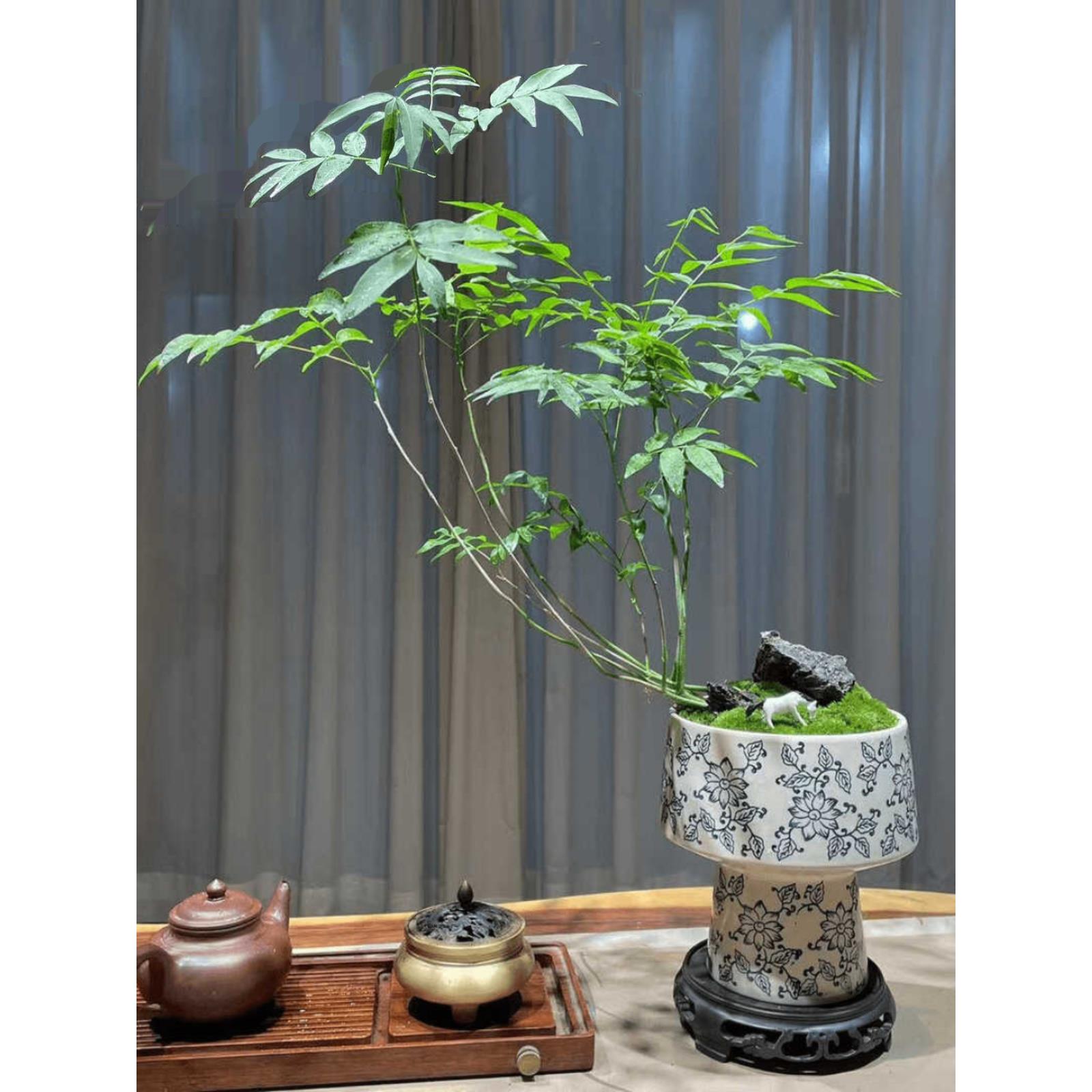 菩提天青色青花瓷盆无患子菩提室内盆景书桌办公桌盆栽新中式绿植