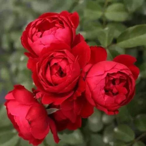 大花月季大游行藤本花卉淡香蔷薇花苗带花苞中苗拱门栅栏爬藤植物