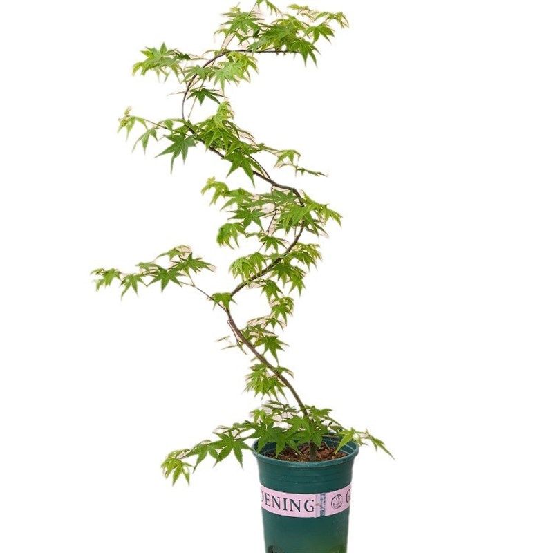 鸡爪槭青a枫盆栽树苗造型绿植室内大型禄植阳台好养活易活