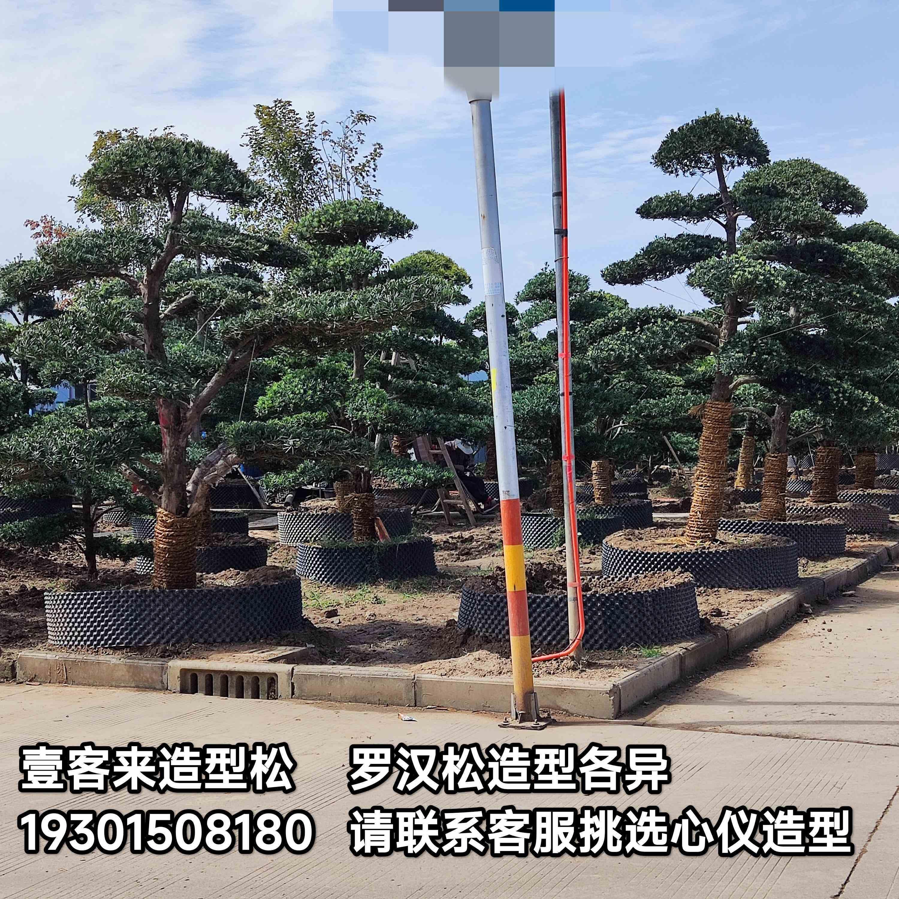 造型罗汉松迎宾迎客松树苗庭院造景盆景绿化别墅室外罗汉松大树