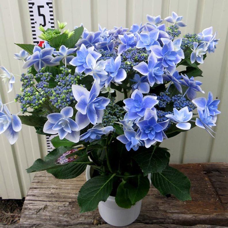 海蒂的花园星星糖大花绣球重瓣花型可调色阳台庭院花卉植物盆栽苗