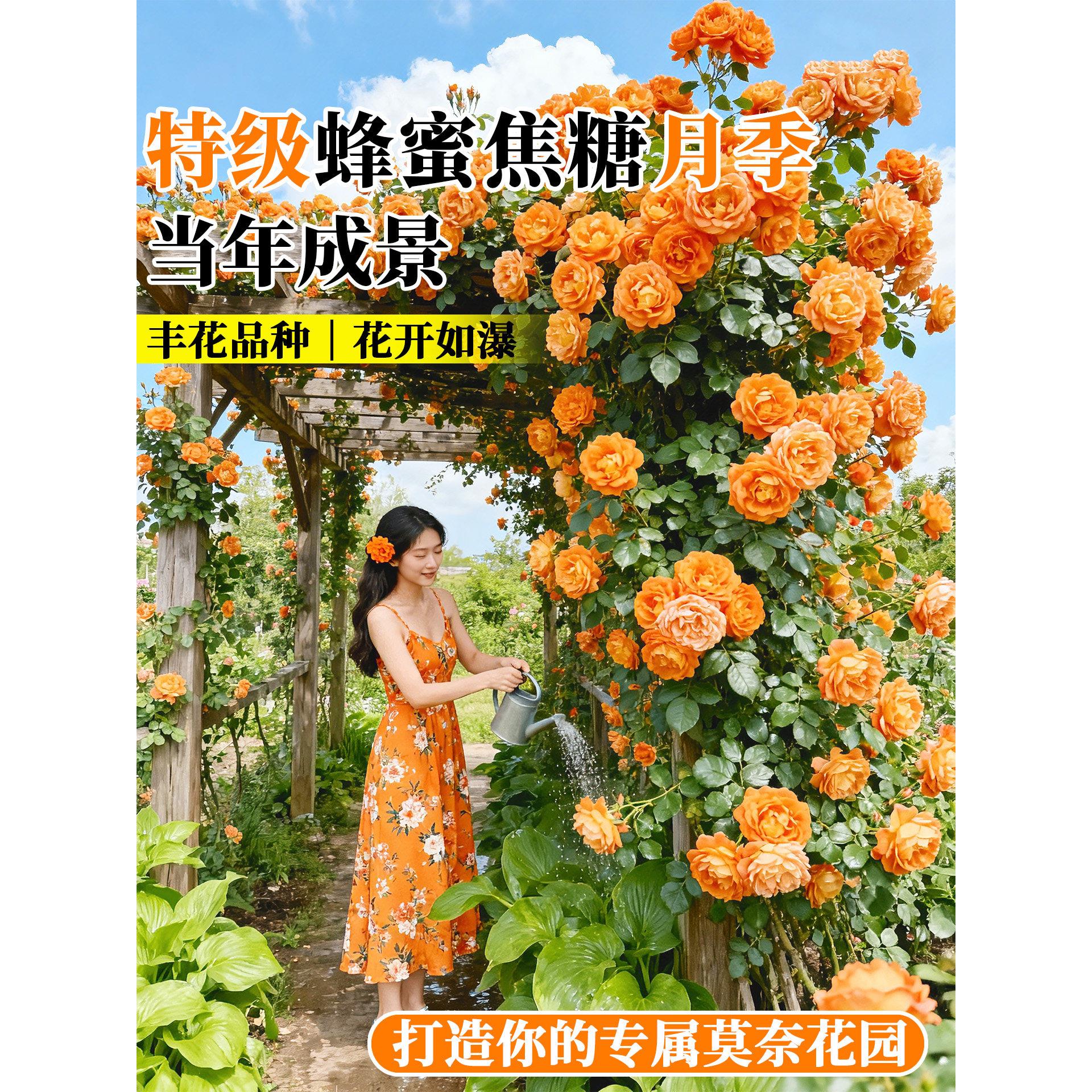 蔷薇花苗藤本月季花树大苗庭院爬藤植物阳台花卉爬墙玫瑰耐寒盆栽
