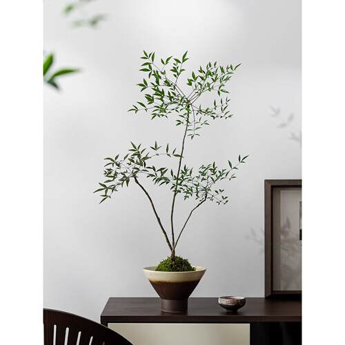 南天竹盆栽室内苔藓球植物办公室桌面净化空气好养活装饰花卉盆景