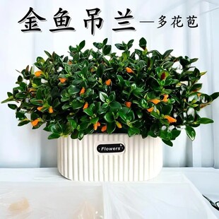 金鱼吊兰盆栽带花苞室内客厅金鱼花卉懒人植物四季开好养家养盆栽