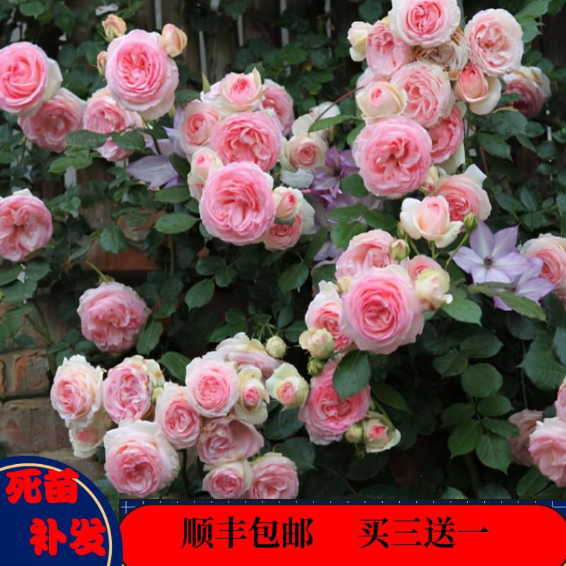 爬藤蔷薇龙沙宝石藤本月季特大花苗造景浓香多季庭院别墅攀援植物