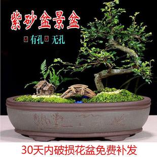 宜兴椭圆形特大 紫砂花盆家用榕树盆景盆无孔水仙假山带托 托盘包