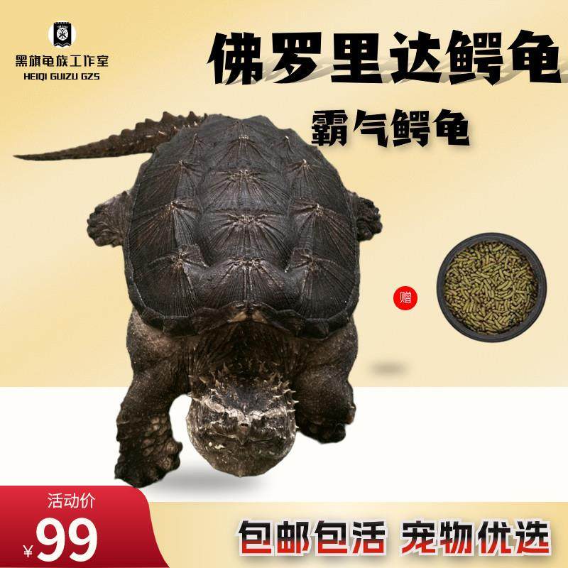 黑旗龟族 原种纯佛鳄龟北美鳄龟暴刺拟鳄龟大鳄活体宠物观赏龟,宠物/宠物食品及用品,龟/鳖,淘宝优惠券,粉丝福利购,淘宝优惠卷