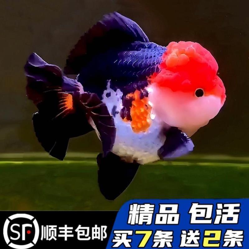 精品三色玛丽泰狮金鱼活鱼黑白百褶进口F1观赏鱼苗冷淡水好养耐活