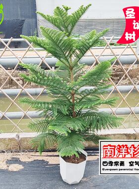 南洋杉树苗圣诞树盆栽花草植物盆栽室内M四季好养树木空气净化