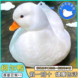 柯尔鸭活宠物幼崽网红鸭子柯尔鸭一公一母柯尔鸭纯种活苗成年s级