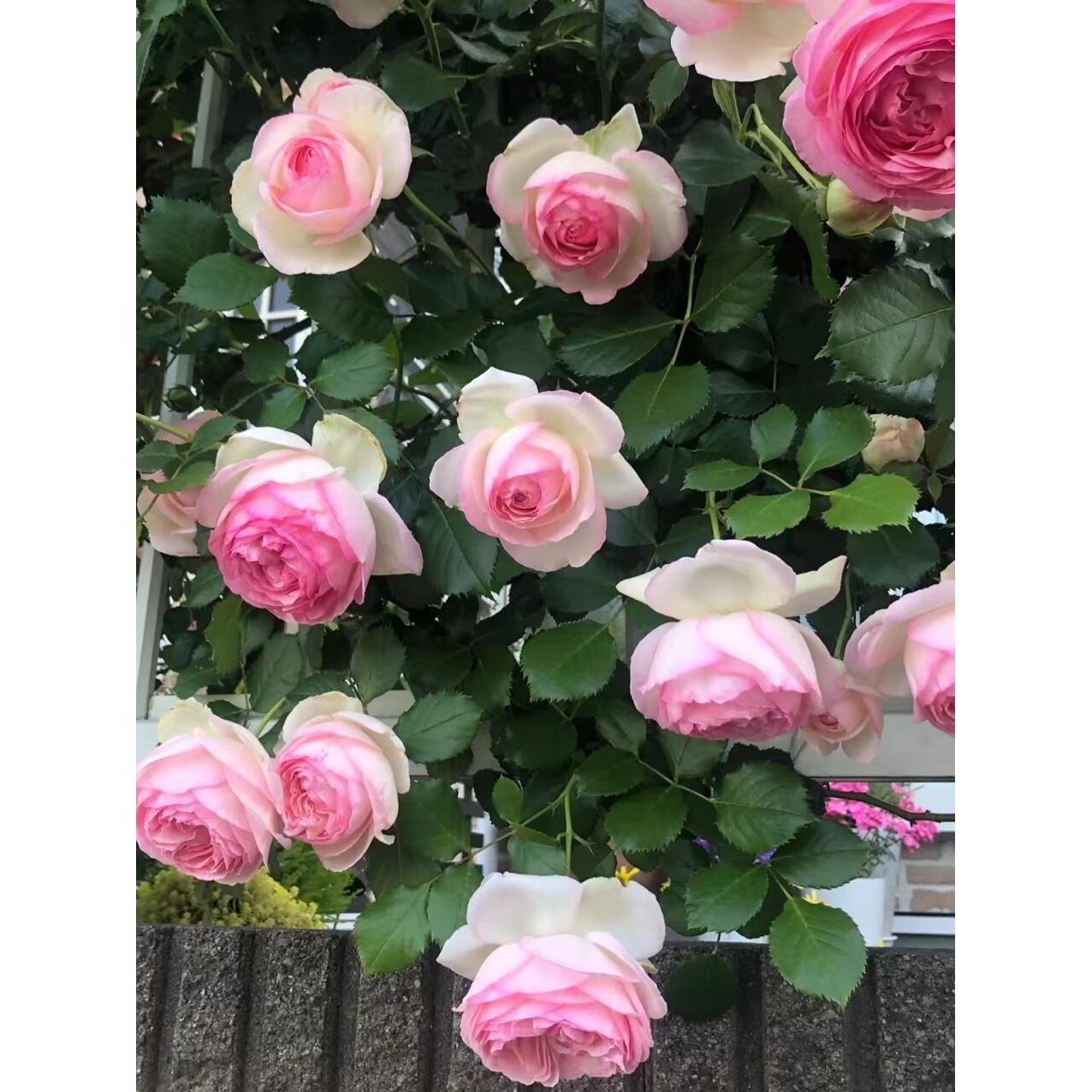 藤本龙沙宝石爬藤月季蔷薇花苗特大浓香开花别墅庭院玫瑰藤本