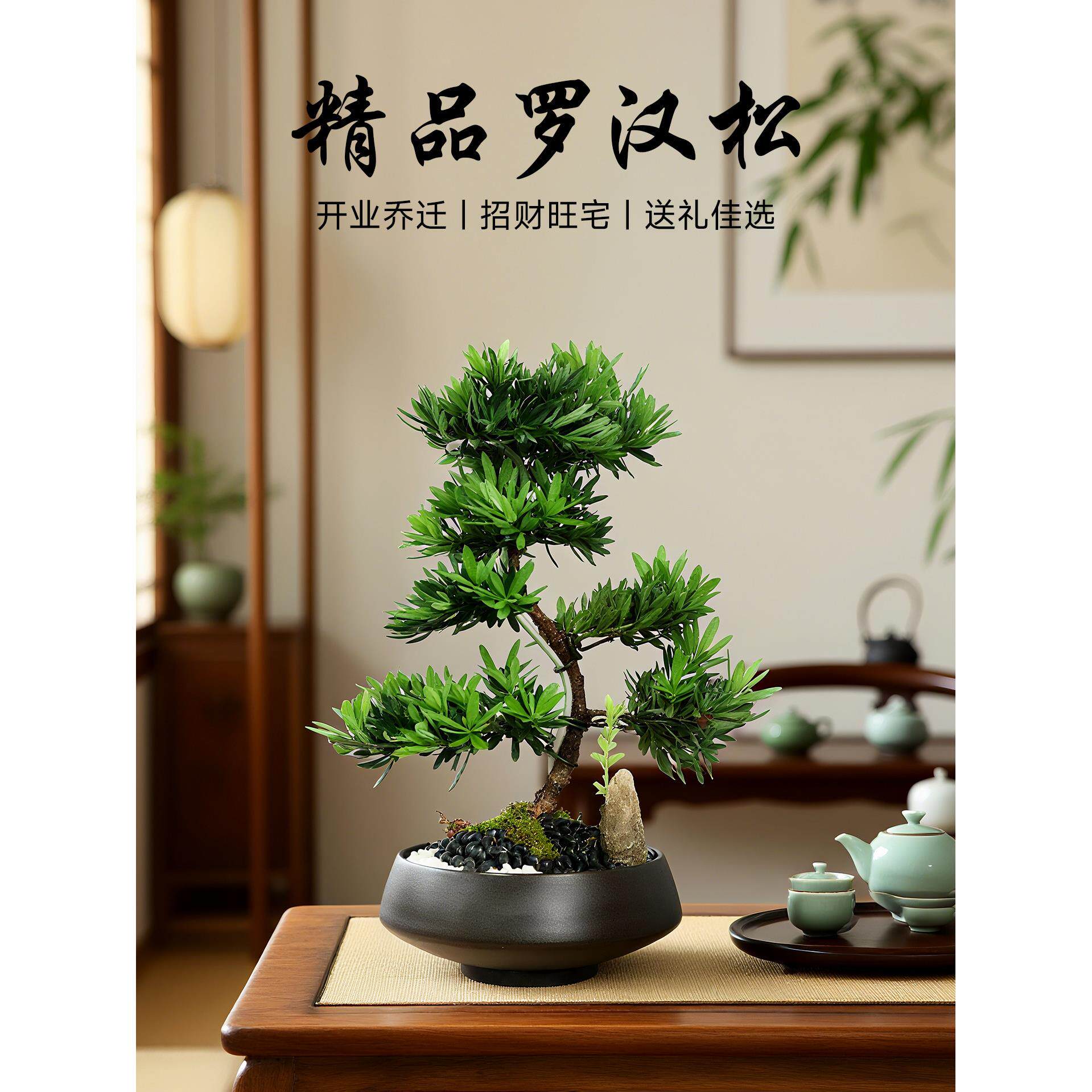 精品造型罗汉松盆景客厅植物乔迁开业盆栽礼物四季常青招财绿植