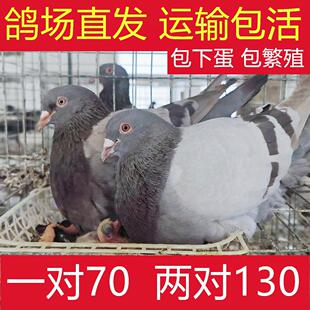 鸽子活苗幼鸽活鸽子一对青年鸽雨点鸽信鸽活体家养鸽土鸽银王鸽子