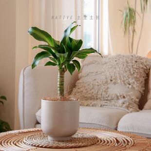 土生土长 巴西幸运木老桩室内办公桌面绿植净化空气盆栽巴西木