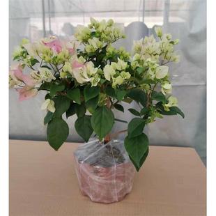 盆栽三角梅带花发货三角梅漳版红缨 白里透红 四季花卉苗木三角梅