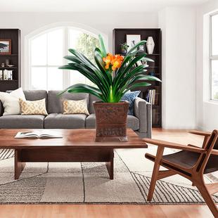 君子兰花卉盆栽顺丰包邮带花苞发货精品礼物乔迁盆栽室内桌面好养