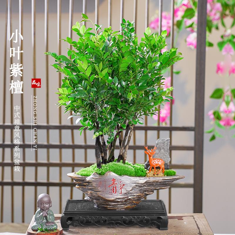 丛林款小叶紫檀老桩檀木净化空气观叶盆栽绿植桌面观景8杆发货