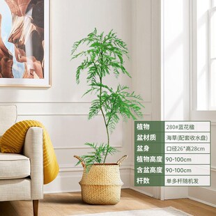 蓝花楹盆栽大型植物办公室内客厅网红H大绿植落地老桩造型四季好