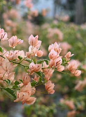 三角梅 马斯 马斯佩拉克扦插小苗庭院阳台