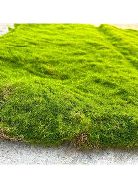 彷真苔藓植绒绿色假苔藓 青苔微景观盆景装饰材料 草坪草皮装饰品