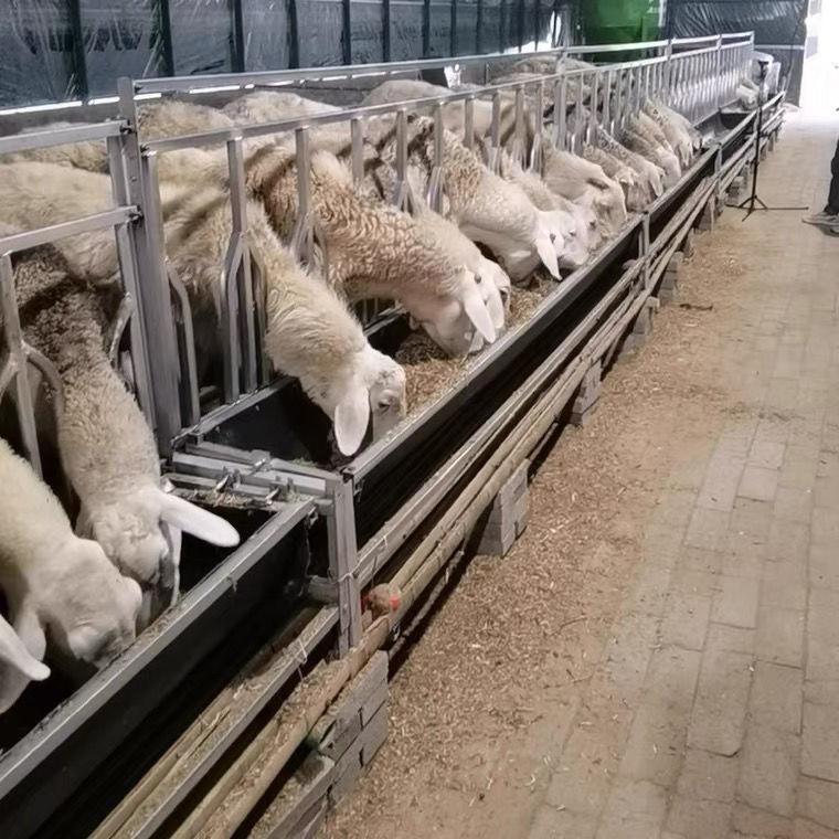 定位栏式羊食槽围栏羊料槽加厚胶皮翻转羊颈夹羊槽预防羊打架抢食