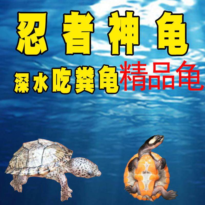 深水吃粪龟活体剃刀麝香龟蛋龟进口圆奥美国地图宠物龟小乌龟包邮