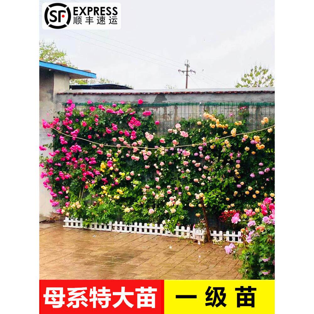 蔷薇花苗爬藤月季大苗多季浓香大花玫瑰盆栽爬墙植物阳台藤本庭院