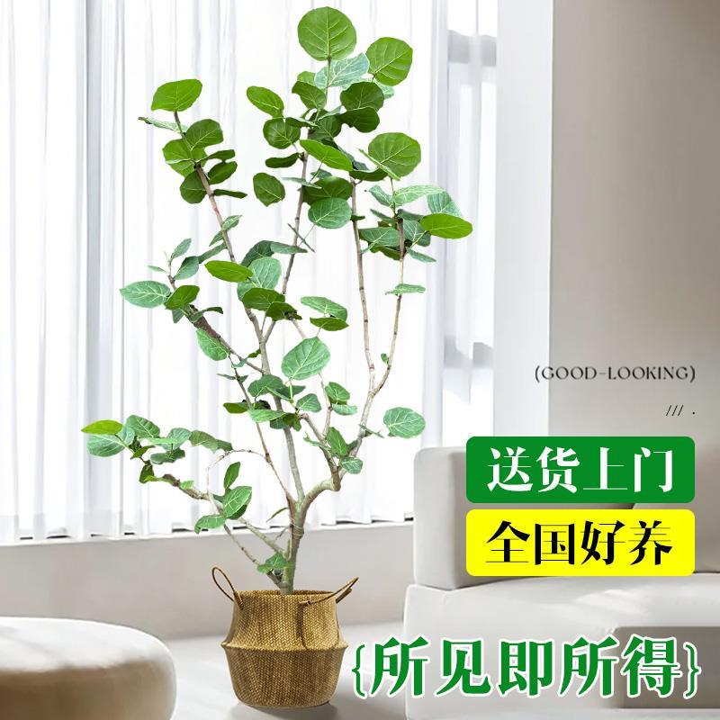 海葡萄绿植室内大型盆栽客厅大花盆落地植物摆件乔迁新居房去甲醛