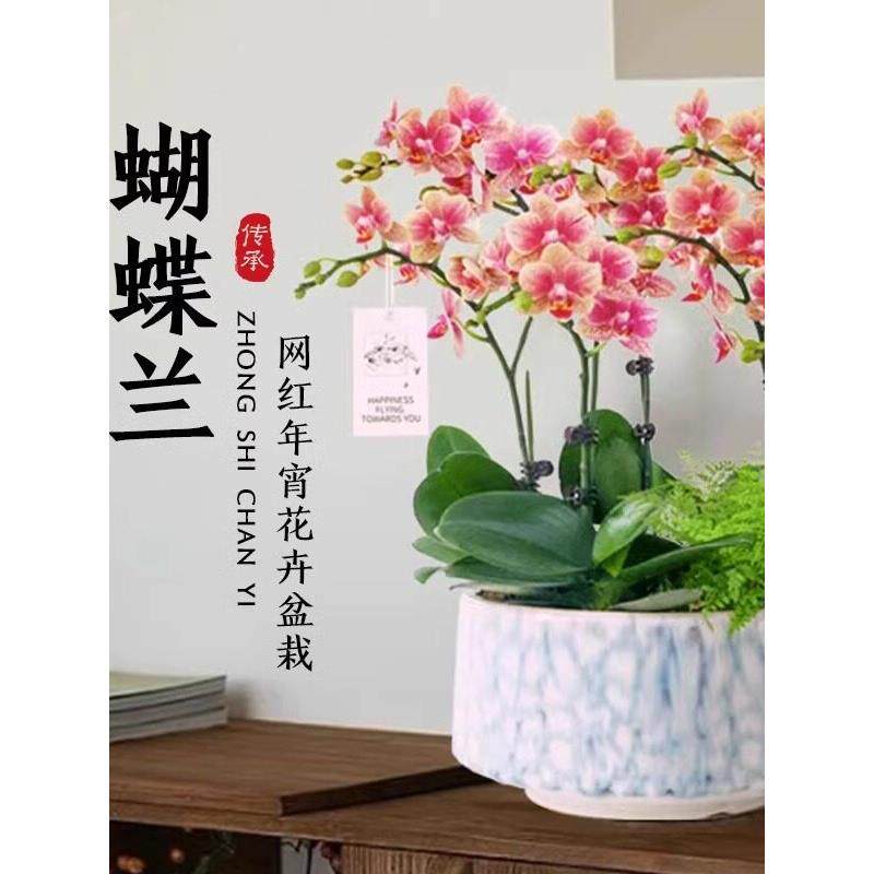 蝴蝶兰盆栽带花兰花大苗四季开花室内桌面植物墨兰石斛兰年宵花卉