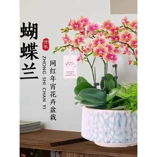蝴蝶兰盆栽带花兰花大苗四季开花室内桌面植物墨兰石斛兰年宵花卉