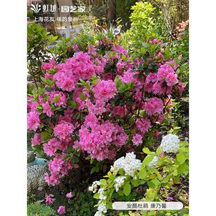 虹越安酷杜鹃盆栽大规格多季开花阳台庭院多年生杜鹃花卉耐热耐寒