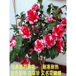 花露珍茶花绿植复色系花蝴蝶花绣球盆栽四季种植树苗花卉庭院阳台