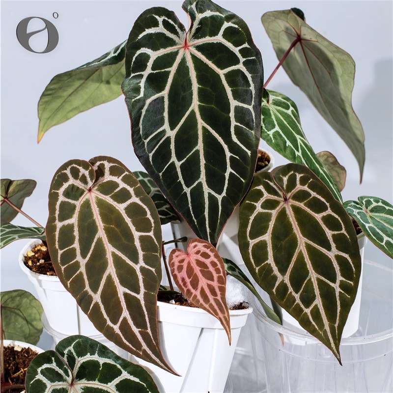 活性植物/f 红魔方杂红水晶花烛 天南星科绿植盆栽