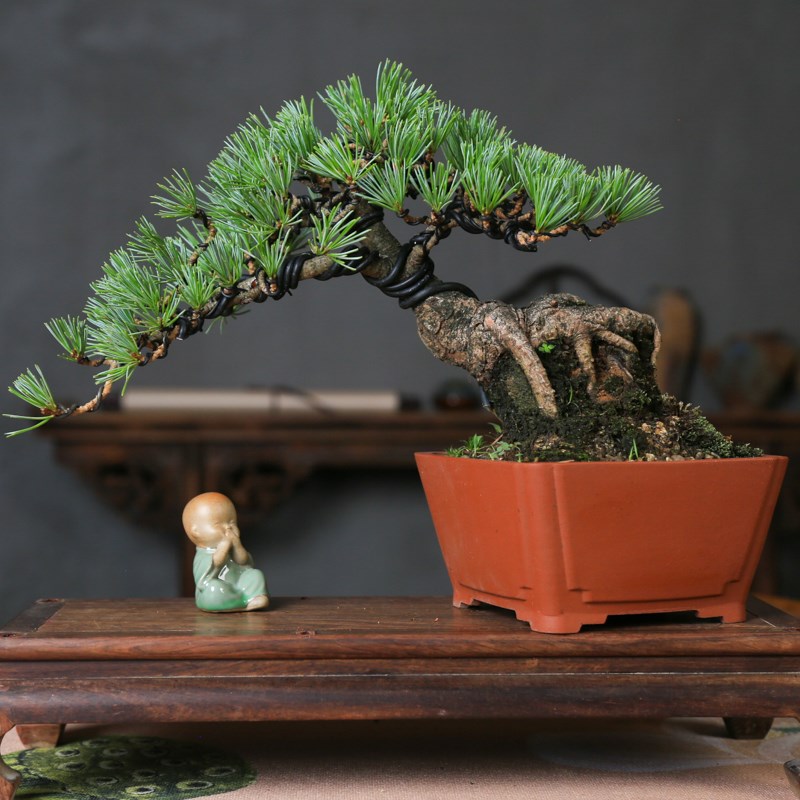 宫岛五针松盆景室内文人老u桩盆栽庭院中式盆景五叶松矮霸迎客造