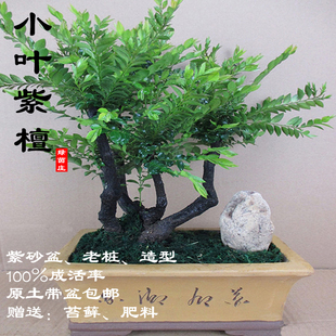 老桩镇宅小叶紫檀盆景植物室内盆景树桌面绿植客厅树桩盆栽陶瓷盆